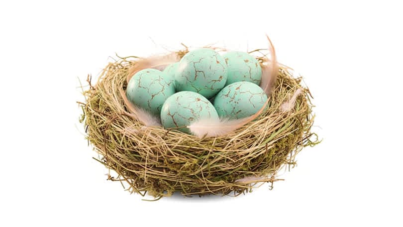 Eggs in nest